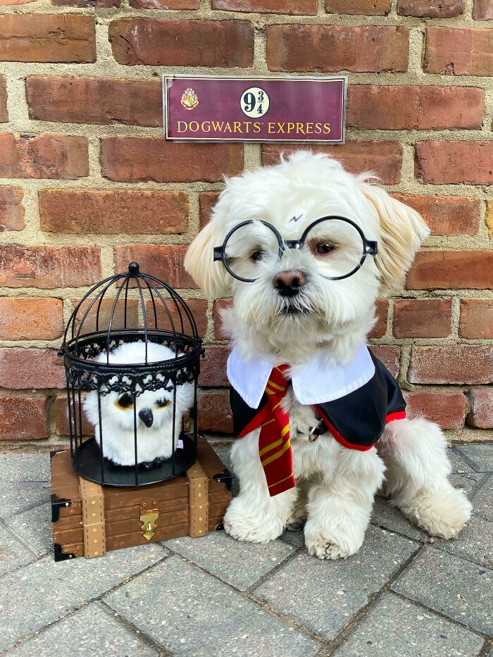 Feliz Halloween, de parte del perrito que sobrevivió