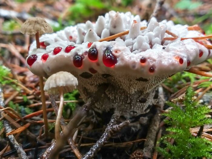 El otoño pasado, ¡encontré por primera vez un hongo diente sangrante, también conocido como hydnellum peckii! ¡¿No se ve genial?!