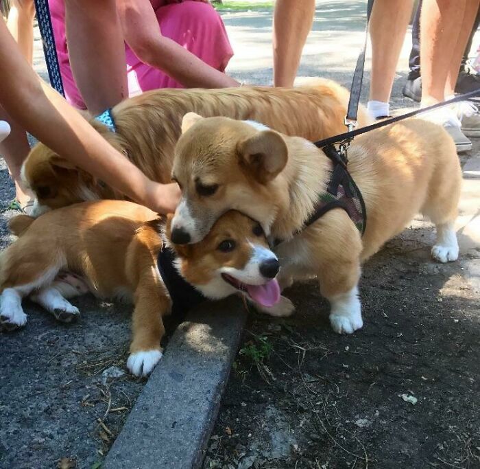 El Corgi se come a su maldito propio hermano