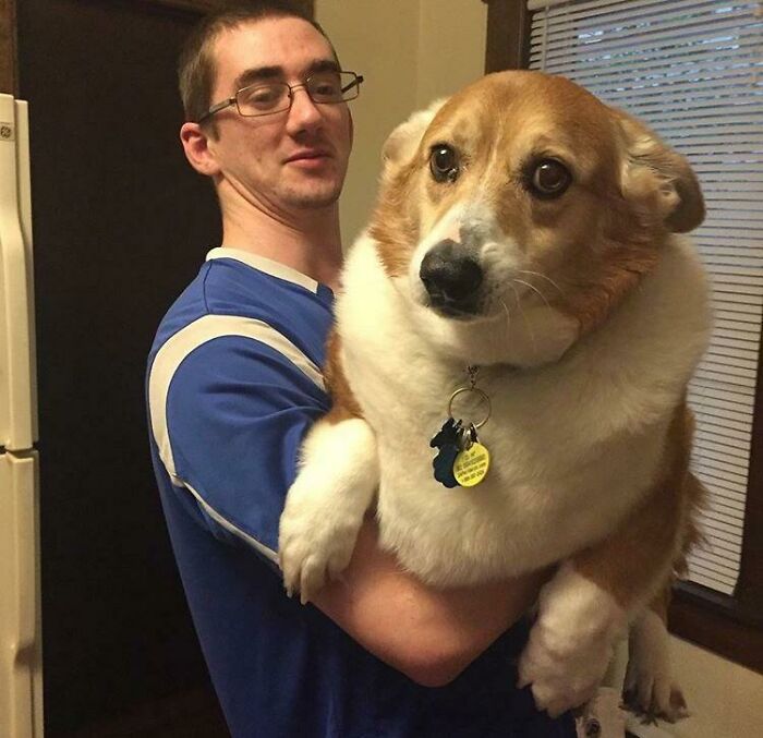 El corgi del primo de mi novia es literalmente un mamut