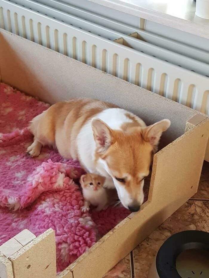 Irma perdió a todos sus cachorros al nacer, así que sus dueños le encontraron un gatito para criar y está enamorada