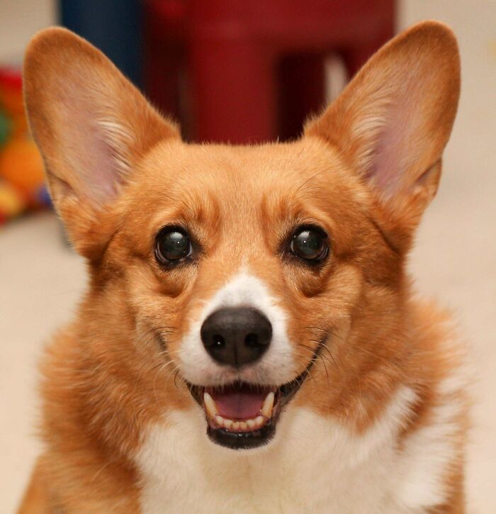 Hoy me despedí de Rosie. Este retrato es una de mis fotos favoritas de ella. Realmente muestra su hermosa sonrisa