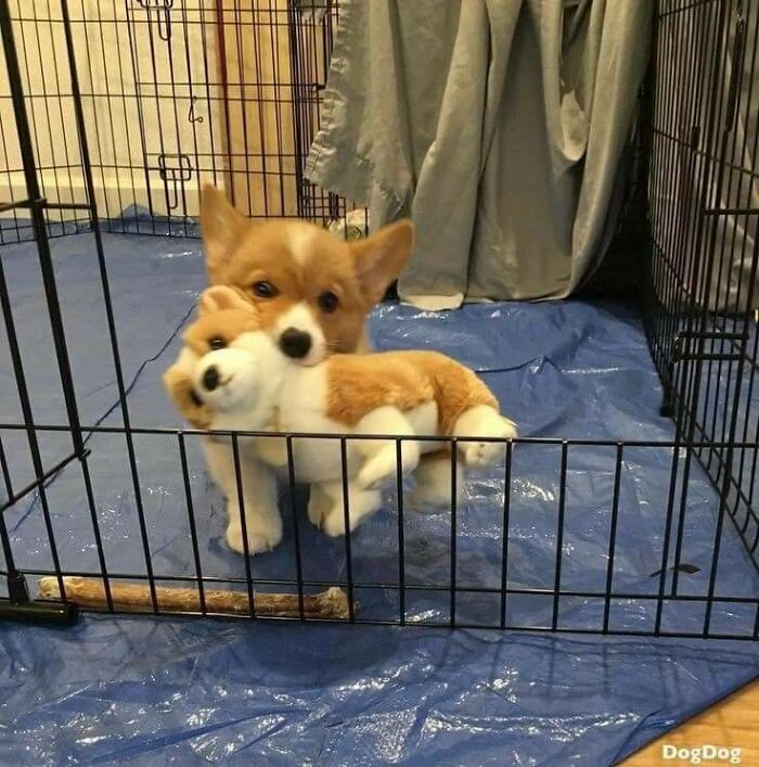 Un corgi pequeñín con su peluche