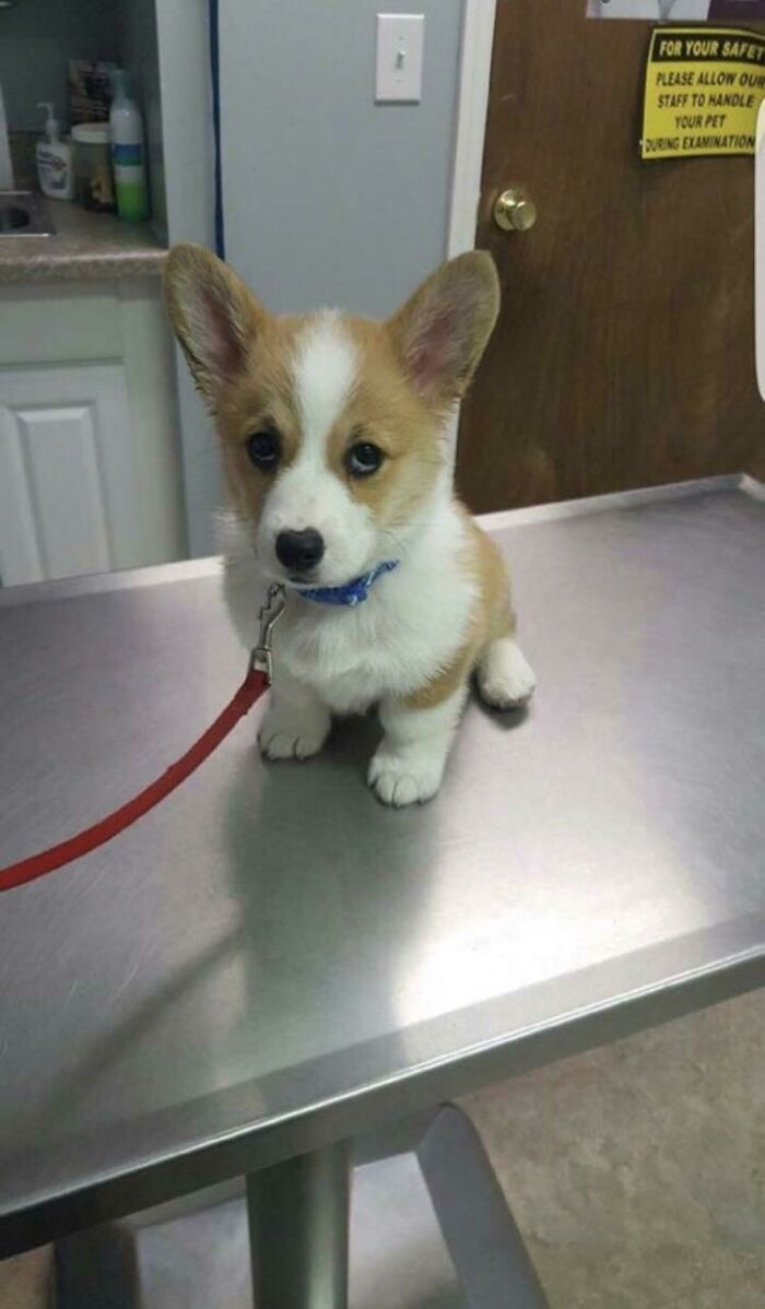 Un pequeño cachorrito