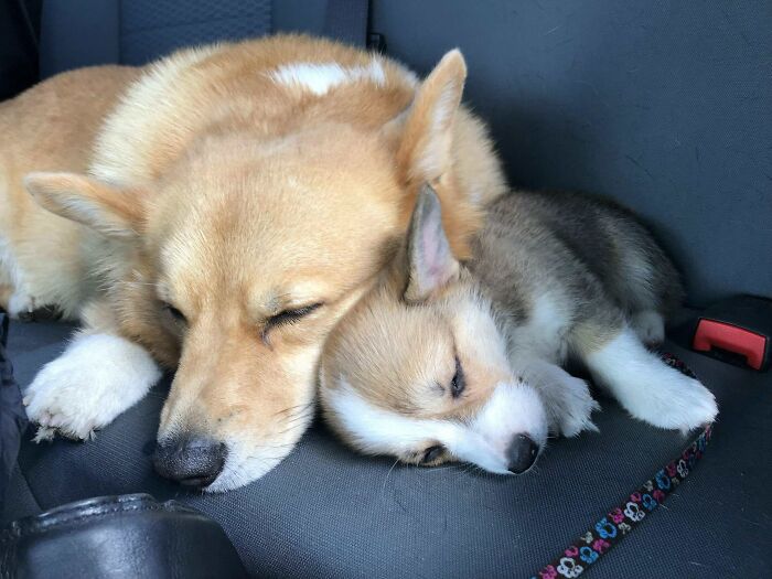Ayer publiqué que Jack estaba malhumorado por el nuevo cachorro... Hoy está mejor