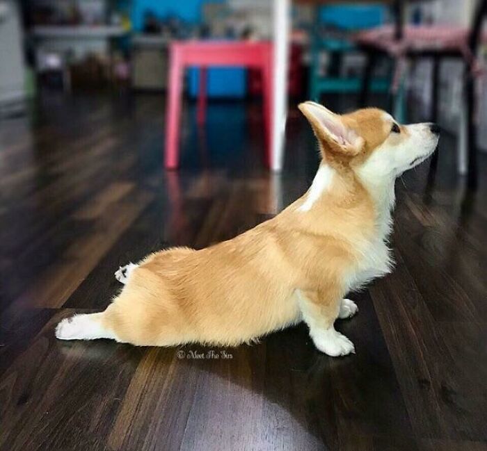 Perro ascendente