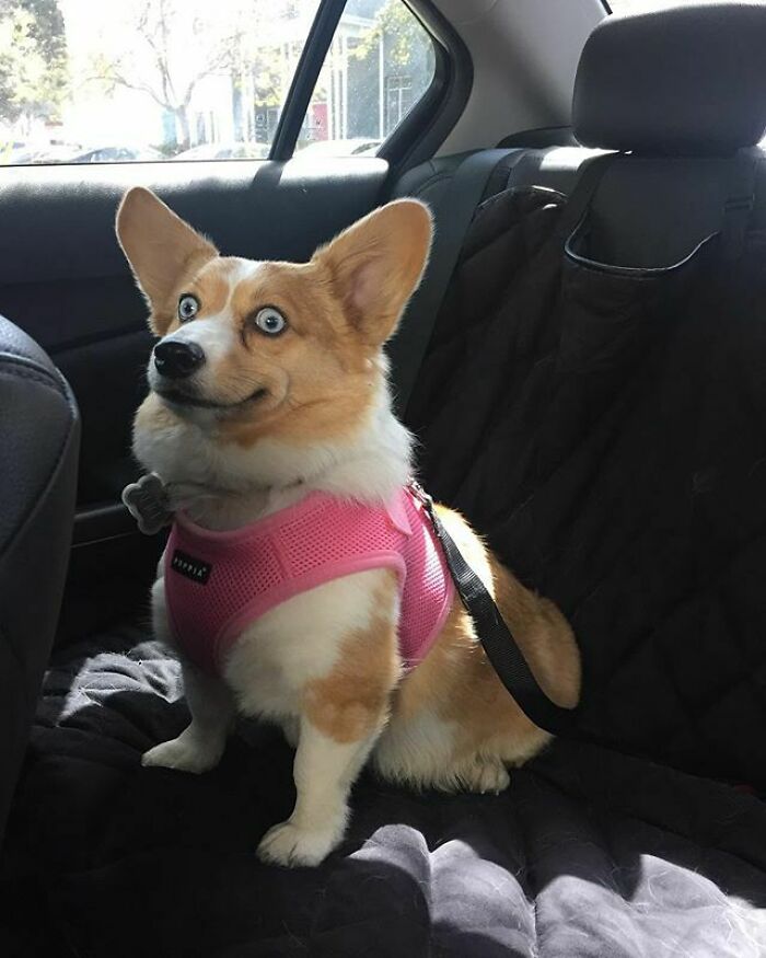 Cuando te enteras de que vas a ir al veterinario