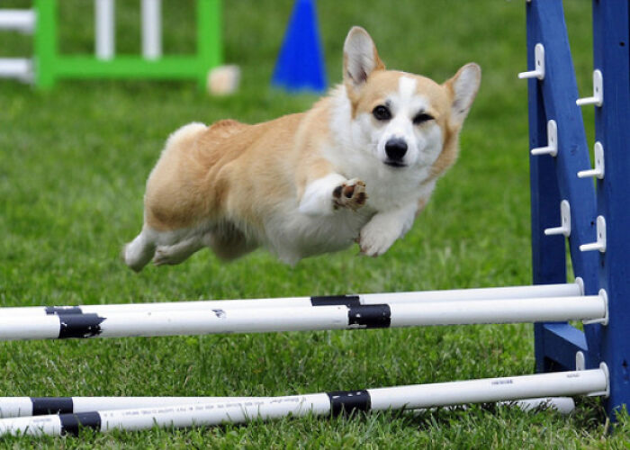 Este corgi ridículamente fotogénico