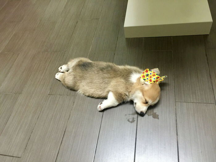 ¡Su primera salida al veterinario!