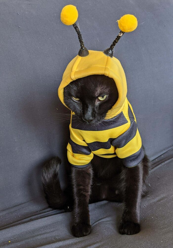  Mi pequeña abeja