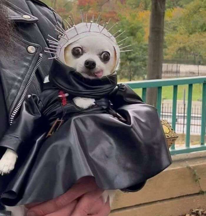  Tengo cero pensamientos, solo un chihuahua Pinhead