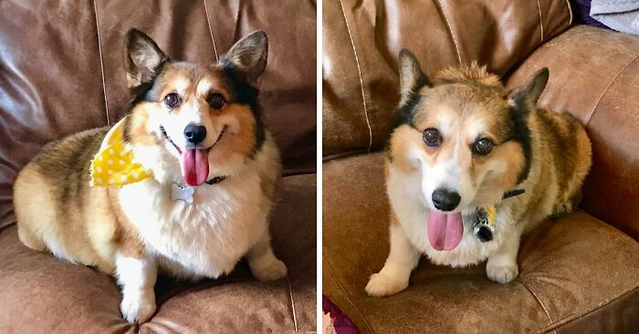 Corgi senior rescatado - Progreso en la pérdida de peso