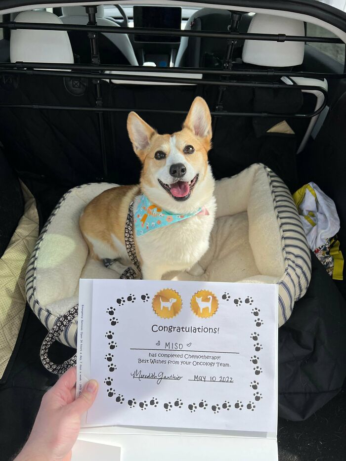Miso ya no tiene cáncer