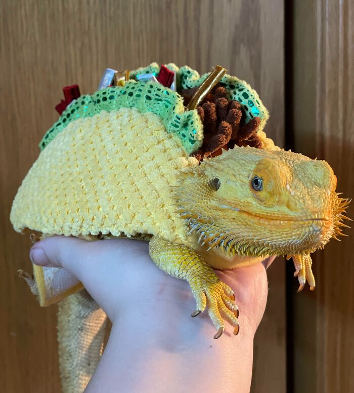  Feliz Halloween, de parte de Taco Thor