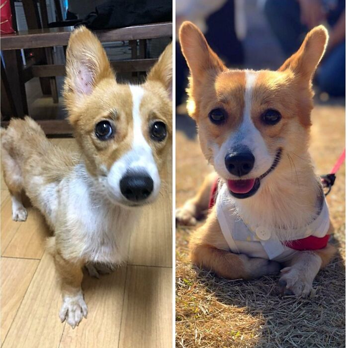 Mi esposa rescató a un Corgi hace 2 meses, ¡ahora se está convirtiendo en una chica feliz y adorable!