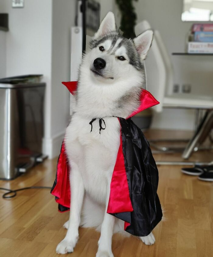  Feliz Halloween, de parte del perrito vampiro