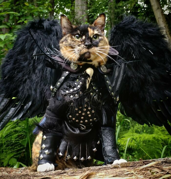 El gato de Halloween ha aparecido
