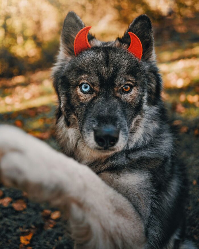 El demonio de Halloween más hermoso 