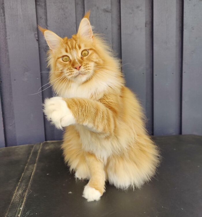 No siempre da señales de vida inteligente. ¡Pero os seguro que es adorable!