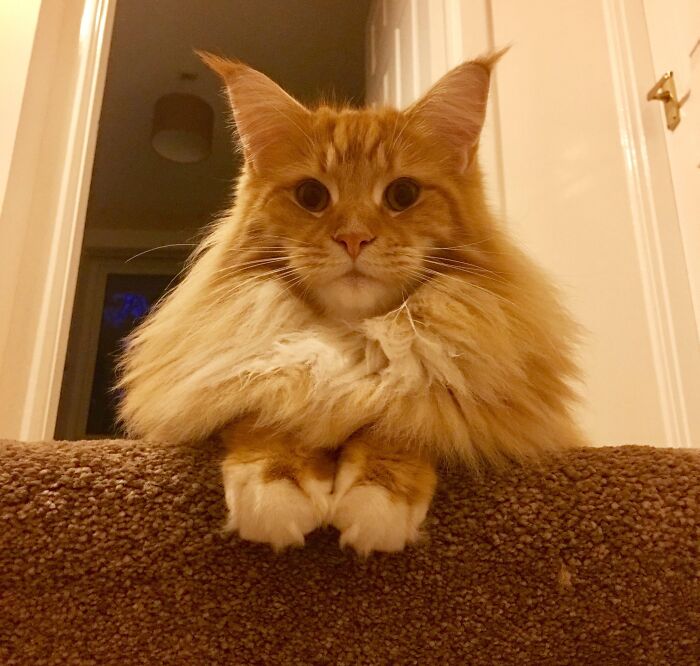 Niveles de ternura y pelusa fuera de lo normal ¡Conoced a Buddy el Maine Coon!