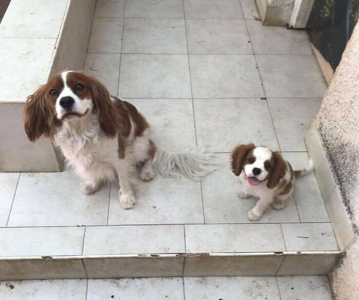 Adopté a un cachorro (el de la derecha) y hoy apareció un nuevo perro en nuestra puerta que parece como si fuera él mismo pero del futuro tratando de advertirse algo 
