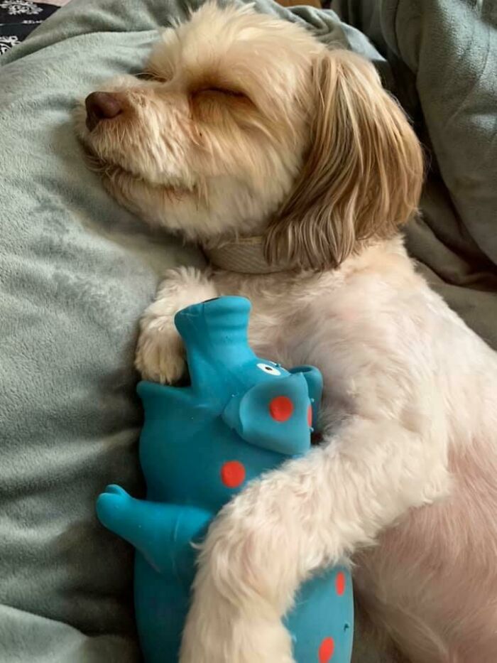 Este es el juguete favorito de mi perro. Se niega a morderlo y duerme con él todas las noches 