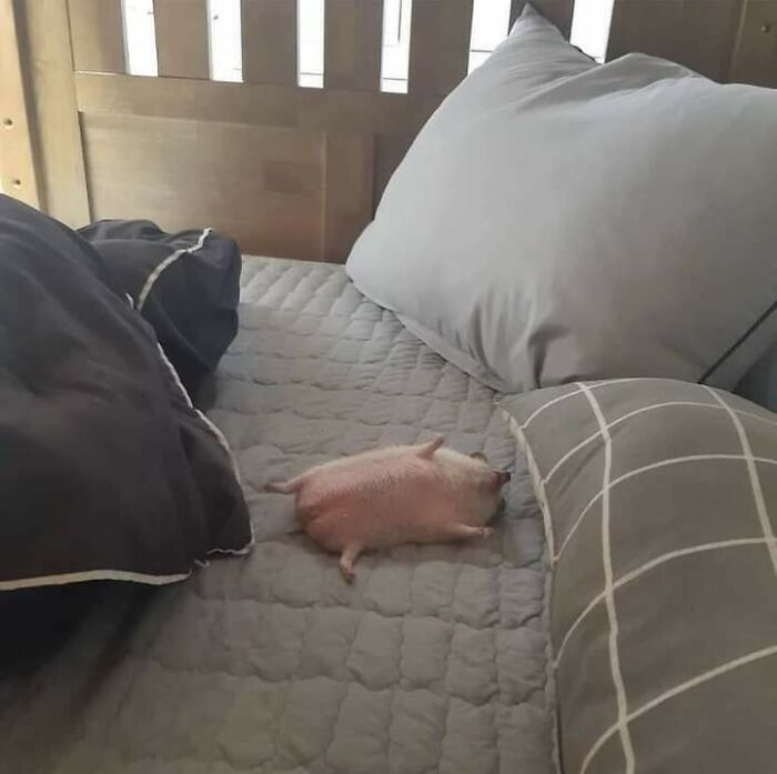 Un erizo muy gracioso para dormir 