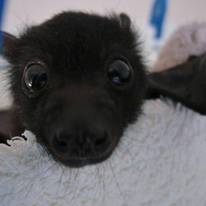Adorable