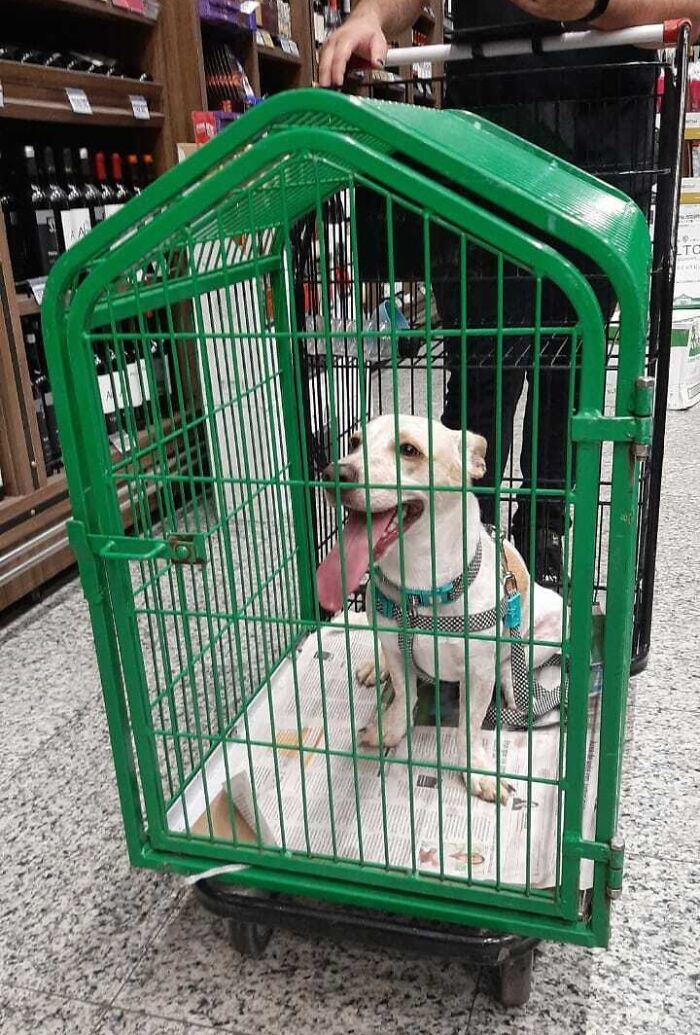Este supermercado tiene un carrito especial para que compres con tu mascota