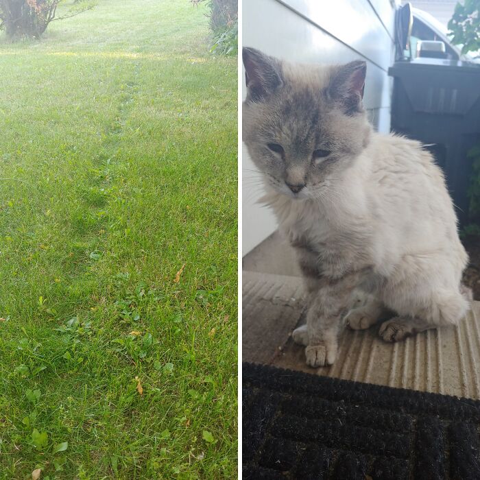 Camino del deseo de un gatito de 17 años
