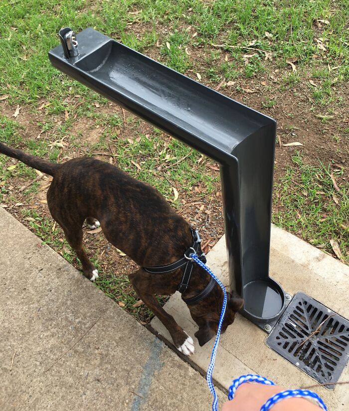 Cuando bebes de esta fuente, el agua sobrante fluye hacia un cuenco para tu perro