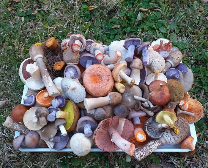 El regalo del otoño