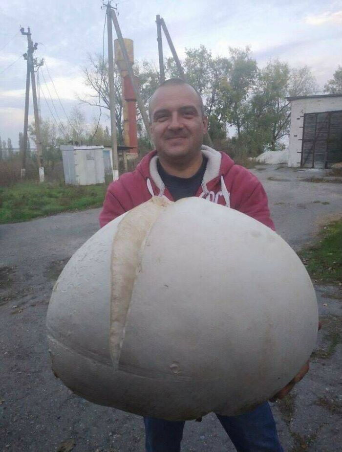Mi tío ha encontrado un gran hongo polvera