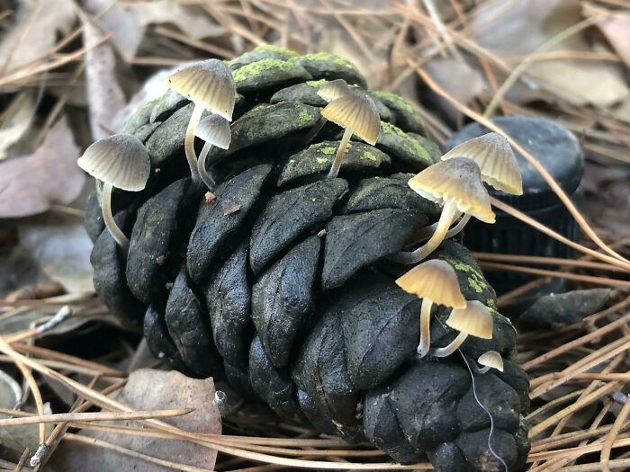 ¡Encontré esta piña durante un paseo!