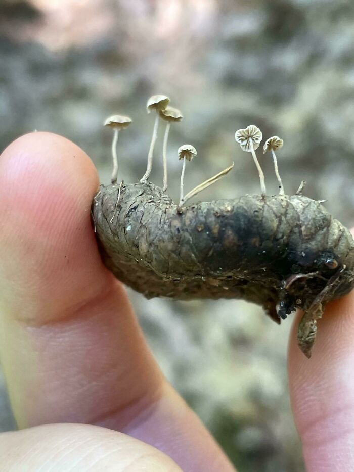 A mi hija le encanta ir a por setas y ha encontrado estas diminutas en el sombrero de una bellota