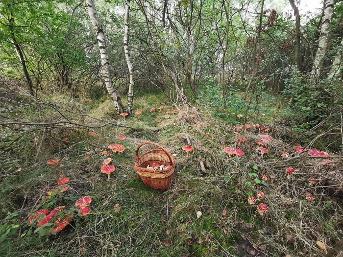 ¡Otra foto de un bosque de hadas!