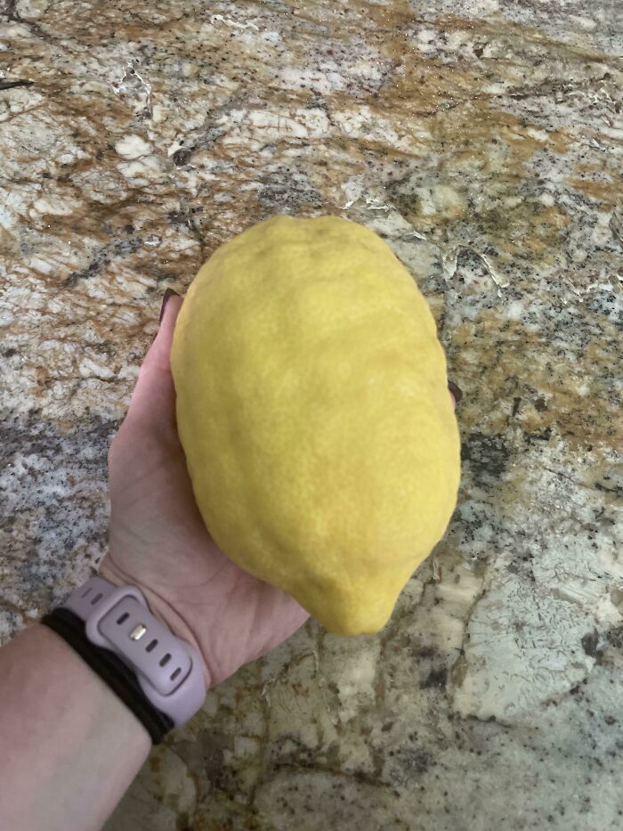 ¿Esto queda bien aquí? Un limón del limonero de mis padres 