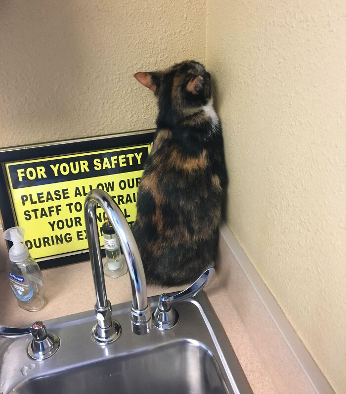 Mi gato fue al veterinario hoy
