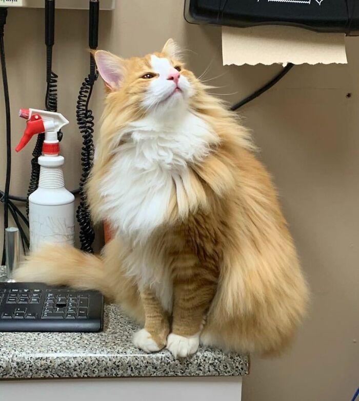 Dylan, gato de los bosques de Noruega de 11 meses. Nuestro técnico veterinario lo llevó por la oficina para que el resto del personal lo acariciara y le hiciera fotos. Se sentía orgulloso