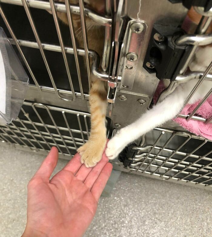 Una de mis partes favoritas de ser técnico veterinario es poder dar la mano a los gatitos