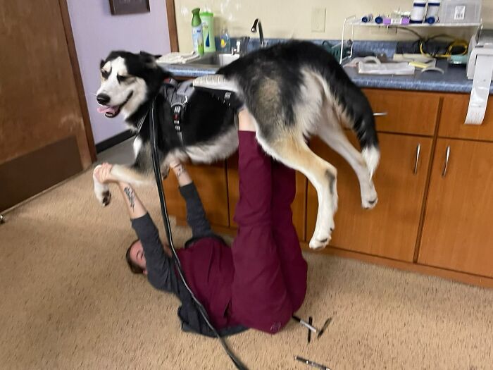 Mi hermana es veterinaria y se llevó a mi perro al trabajo, le pregunté cómo estaba y me envió esto