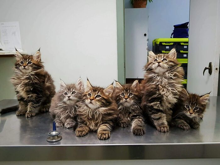 Gatitos Maine Coon de 9 semanas de edad, a la espera de su revisión veterinaria