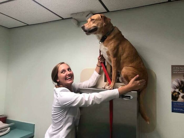 El perro de mi tía se puso un poco nervioso durante su revisión anual