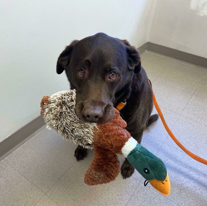 Otro chequeo veterinario. Otro caso de un chico grandote asustado con su peluche de apoyo