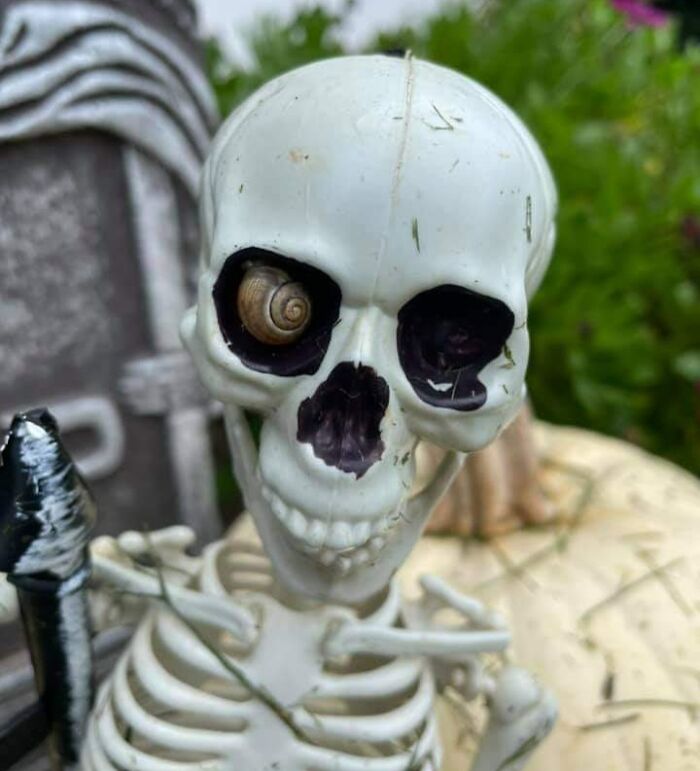 Mi amiga encontró a este caracol en su decoración de Halloween