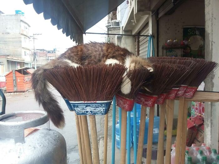 El gatito de mi novia durmiendo sobre las escobas de la tienda de su familia