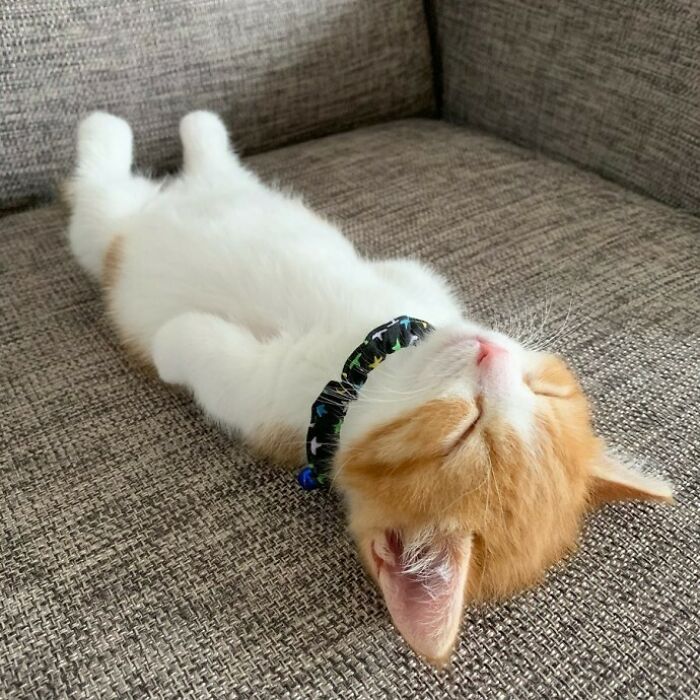 Este es Chata, el Munchkin. Así es cómo duerme