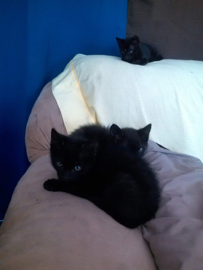 No podía decidir cuál adoptar, así que mantuve la familia unida y adopté a los tres