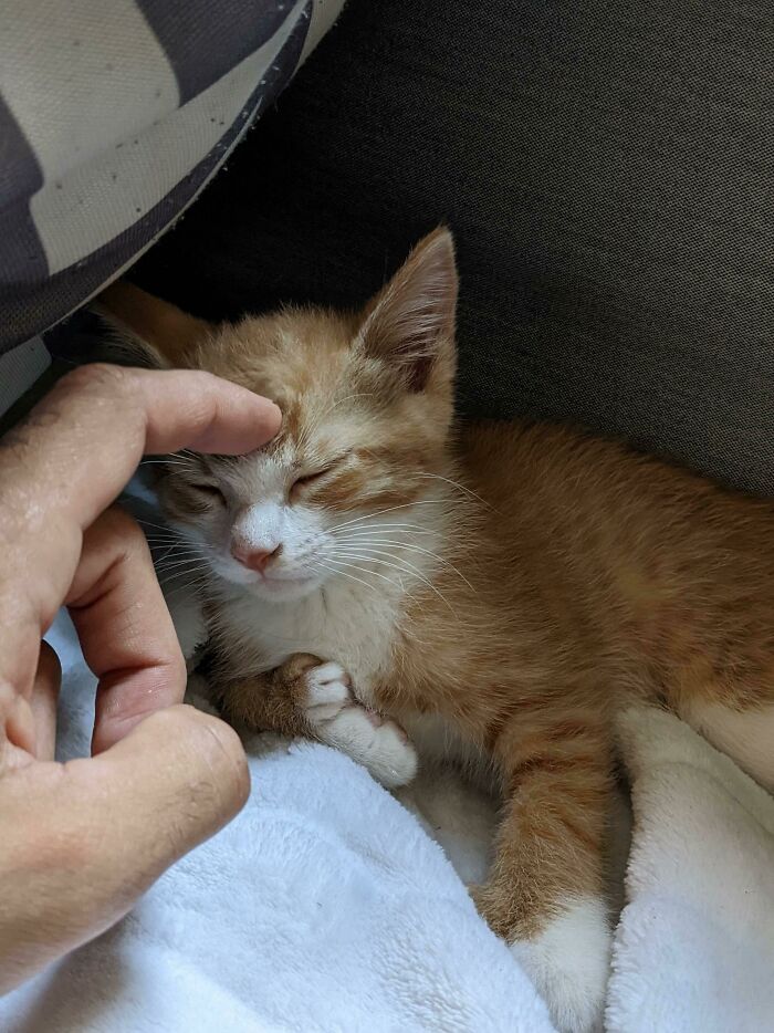 Por fin he adoptado mi primer gatito. Este es Tofu y lo quiero tanto que me duele