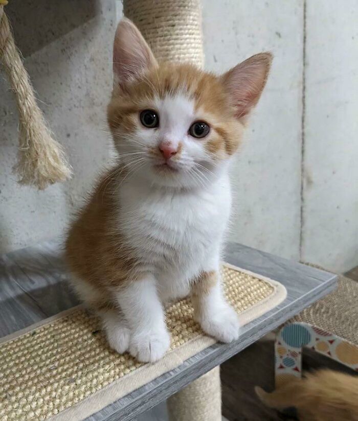 George es el nombre del gatito que adoptó mi hermana